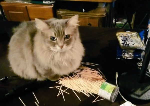 ピトちゃんの公式SNSを開設しました。